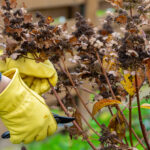 Gardener in yellow gloves pruning hydrangea branches in autumn garden.